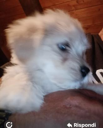 Maltese