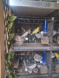 Ucelli