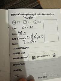 FURETTO CUCCIOLO DI 7 mesi