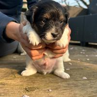 Jack Russel a pelo lungo