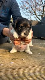 Jack Russel a pelo lungo