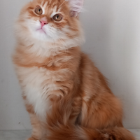 Gattino siberiano 4 mesi con pedigree