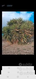 Pianta grassa yucca