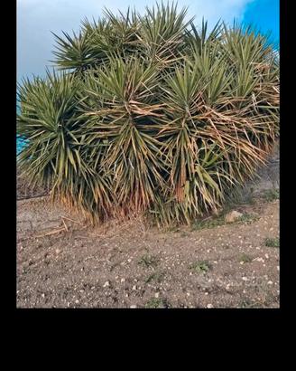 Pianta grassa yucca