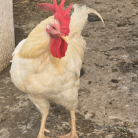 Galli
