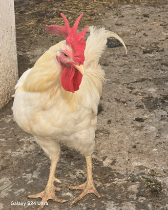 Galli