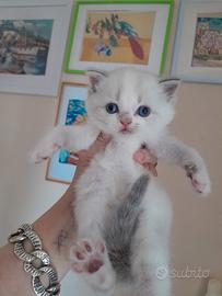 Scottish fold