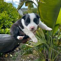 Cuccioli border collie