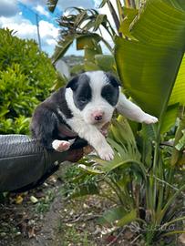 Cuccioli border collie
