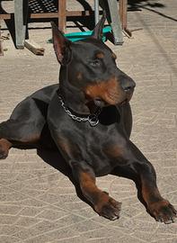 Doberman Monta