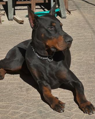 Doberman Monta