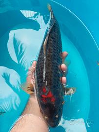 Carpe koi nisai e sansai