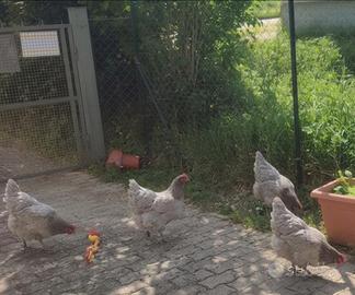 Galline Blu, Rosse, Livornesi, Barrate