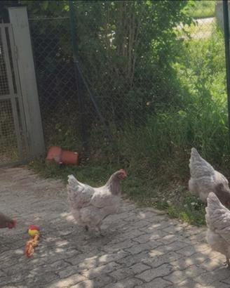 Galline Blu, Rosse, Livornesi, Barrate