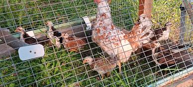 Animali