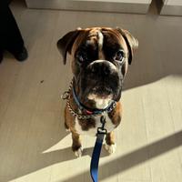 Boxer maschio per accoppiamento