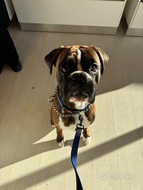 Boxer maschio per accoppiamento
