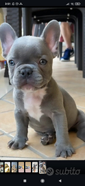 Bulldog francese