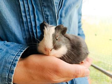 Cavia peruviana cucciolo