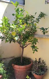 LIMONE 