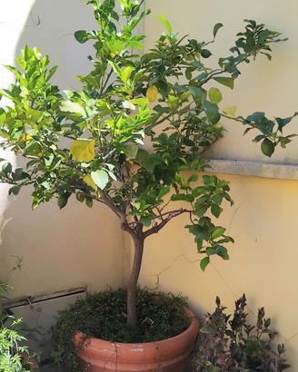 LIMONE 
