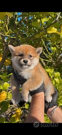 Shiba inu