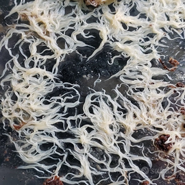 Starter/inoculo Grindal worms