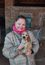 Cuccioli di cocker spaniel