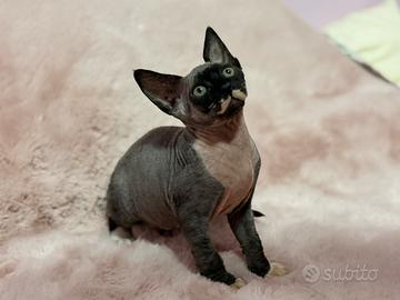 Cucciola gatto tipo Sphynx