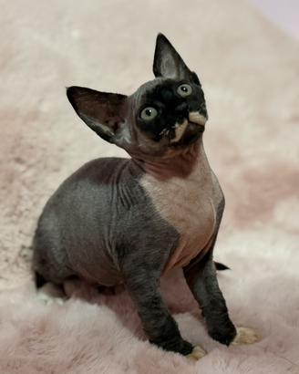 Cucciola gatto tipo Sphynx