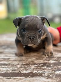 American Bully