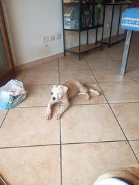 American Bulldog 