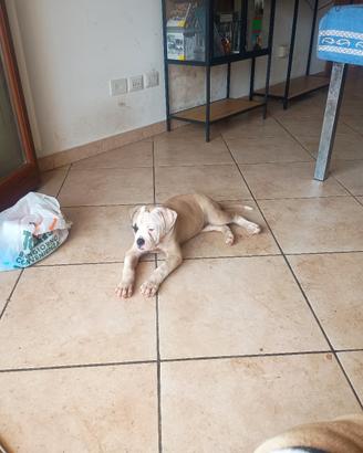 American Bulldog 