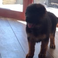 Pastore tedesco con pedigree