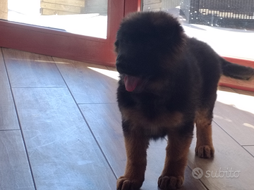 Pastore tedesco con pedigree