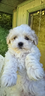 cuccioli-maltipoo