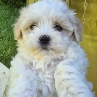 Cuccioli Maltipoo