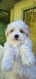 Cuccioli Maltipoo