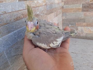 Pullo cannella