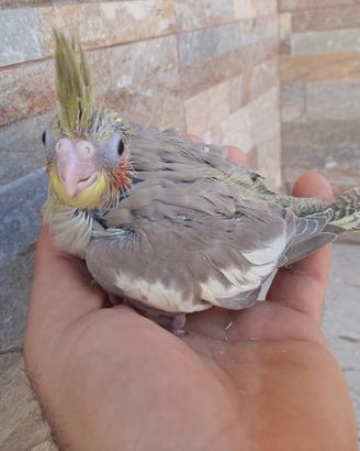 Pullo cannella