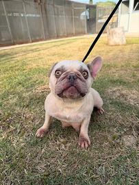 Bulldog francese