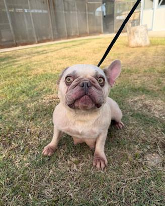 Bulldog francese