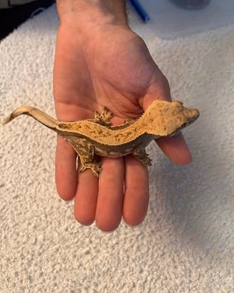 Geco CILIATUS femmina PINSTRIPE DARK