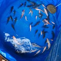 Carpe doitsu bianche, asagi, Regina