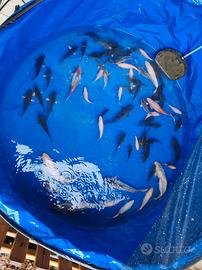 Carpe doitsu bianche, asagi, Regina