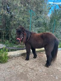 Mini Pony Femmina