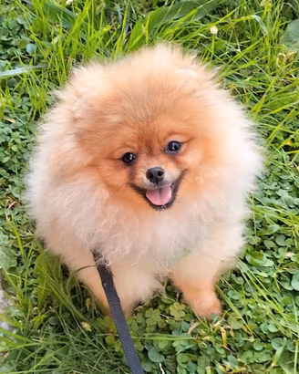 Cucciolo di Spitz di Pomerania nano (Volpino)