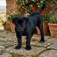 ? Splendida Cucciola di Cane Corso - Total Black