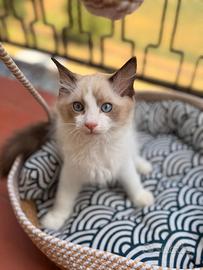 Cuccioli ragdoll