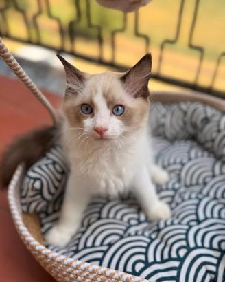Cuccioli ragdoll